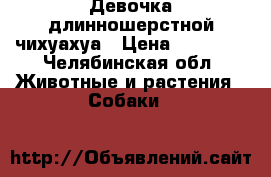 Девочка длинношерстной чихуахуа › Цена ­ 20 000 - Челябинская обл. Животные и растения » Собаки   